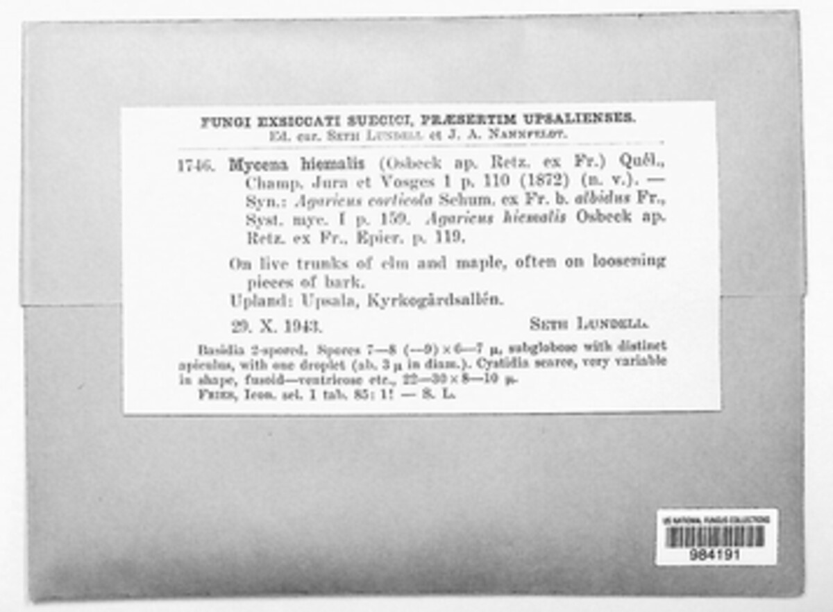 Phloeomana hiemalis image